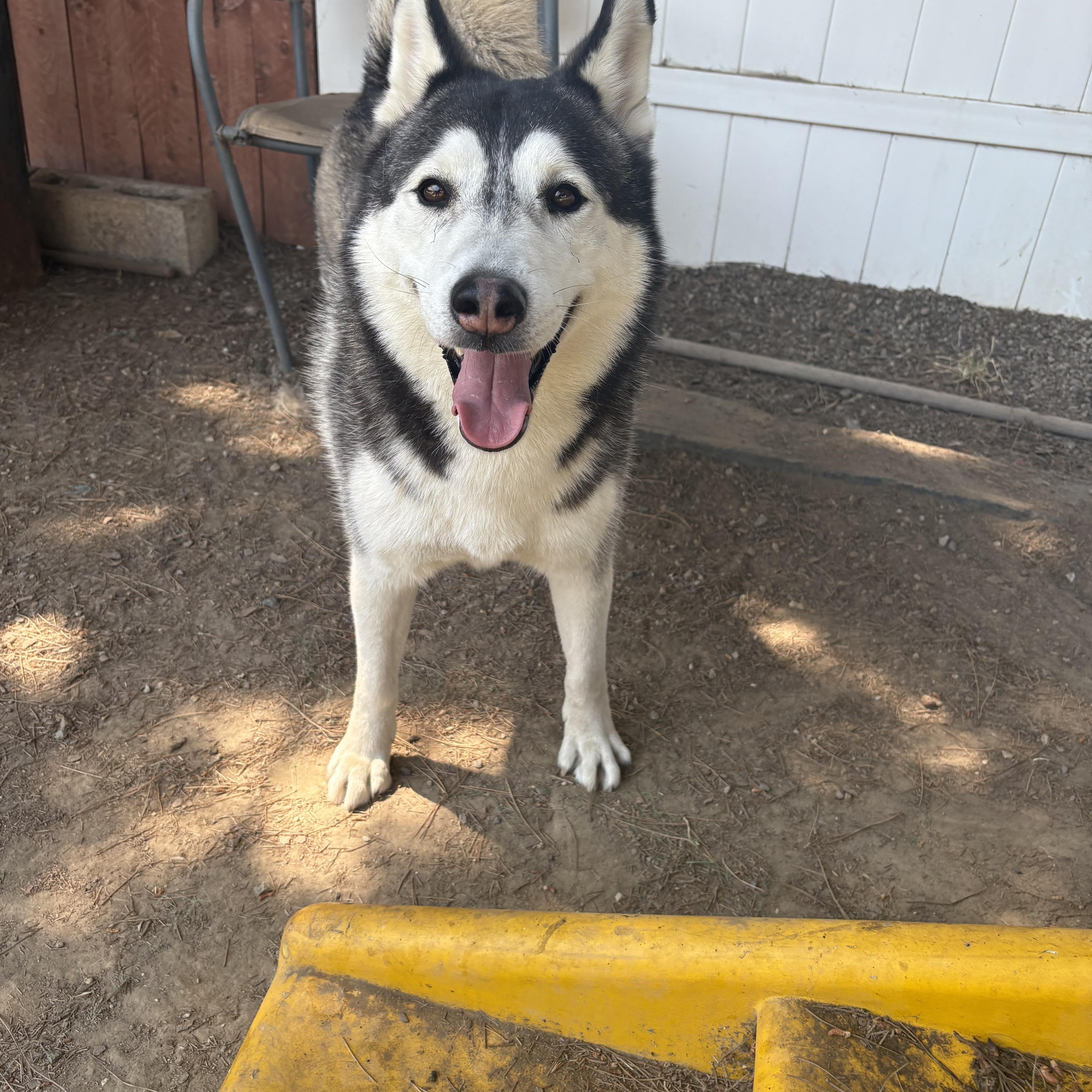 Ranger needs a forever home, a Adoptable Husky in Tustin, CA image 3/3