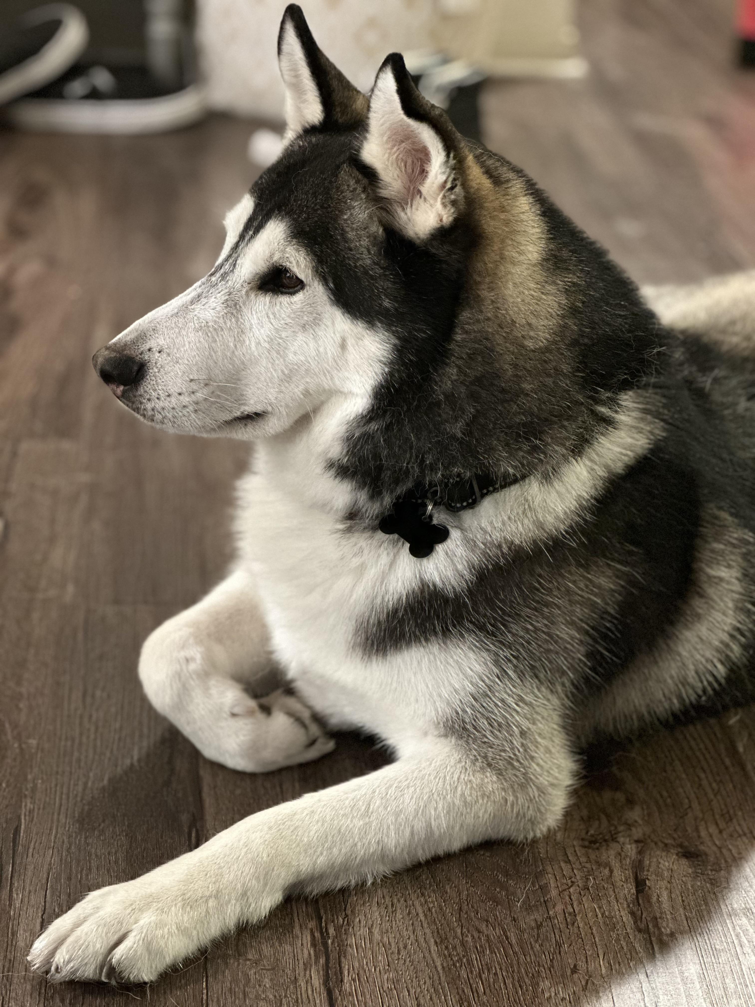 Ranger needs a forever home, a Adoptable Husky in Tustin, CA image 2/3