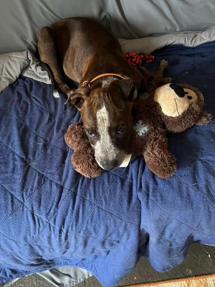 Enlarge Carys, an adopted mixed breed in East Peoria, IL image 1/5