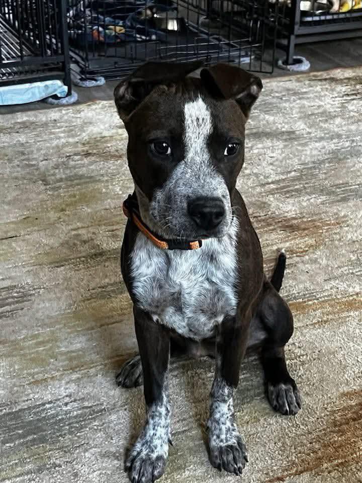 Enlarge Carys, an adopted mixed breed in East Peoria, IL image 2/5