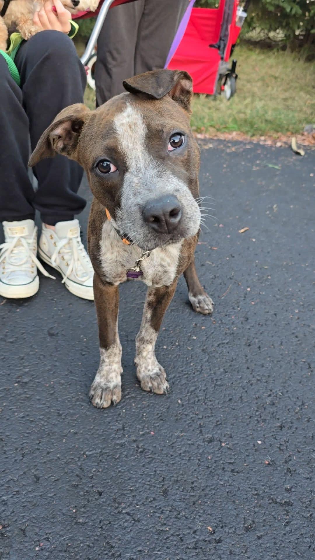 Enlarge Carys, an adopted mixed breed in East Peoria, IL image 4/5