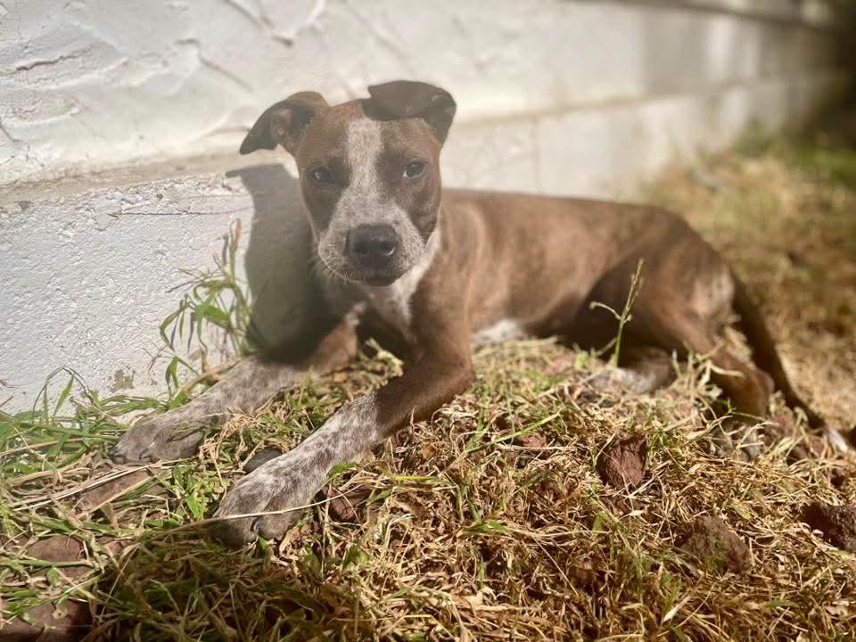 Enlarge Carys, an adopted mixed breed in East Peoria, IL image 5/5