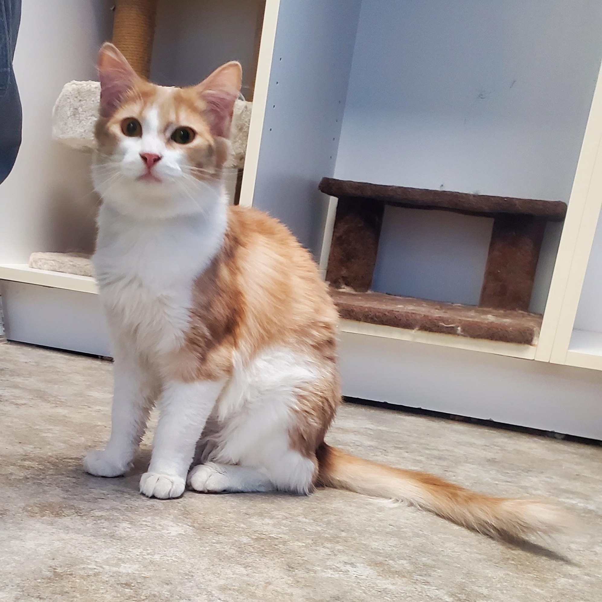 Stoltz, ADOPTABLE, Young Male Domestic Medium Hair.