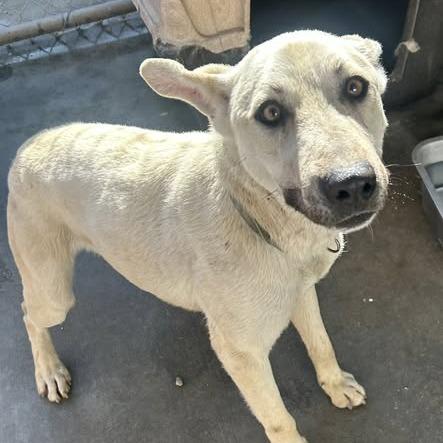 26-260, Adoptable, Puppy Male Shepherd.