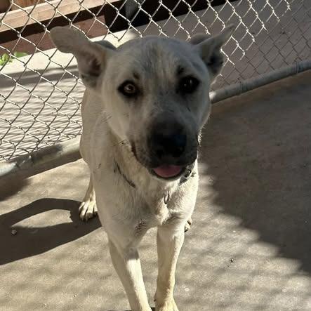 Enlarge 26-260, a Adoptable Shepherd in Los Banos, CA image 2/2
