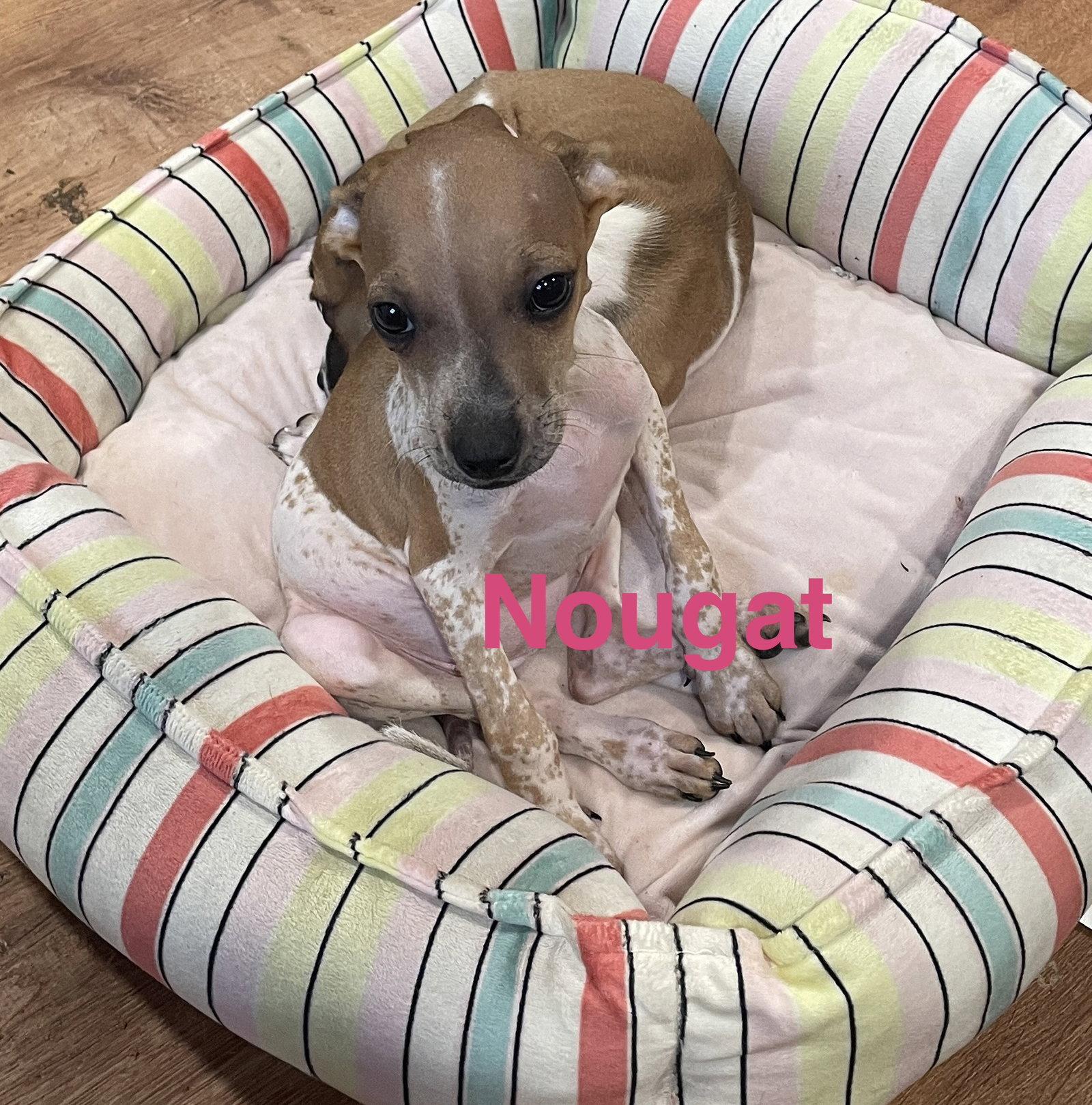 Nougat, Adoptable, Puppy Female Chihuahua & Terrier.