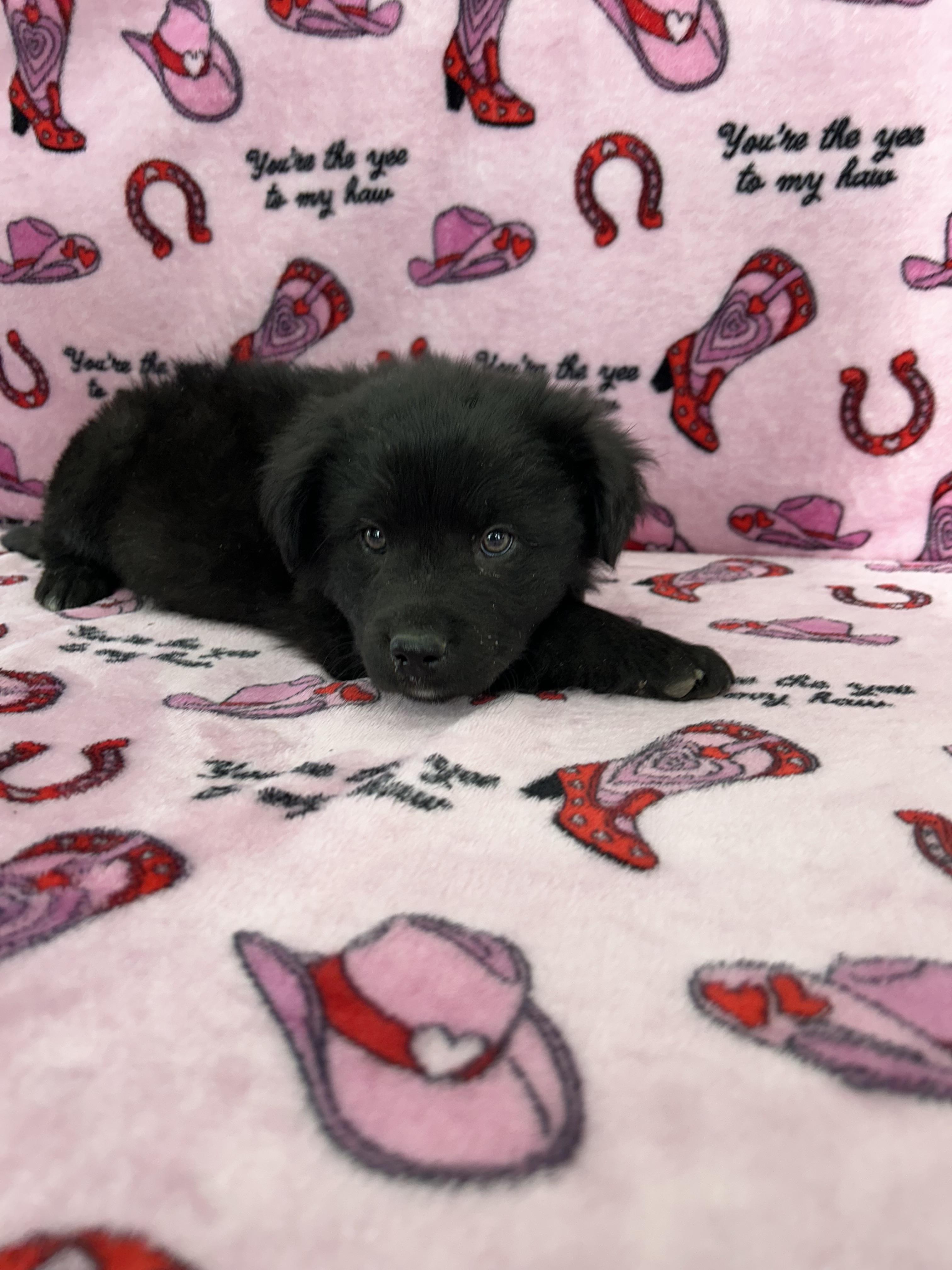 Case, an adoptable Black Labrador Retriever, Great Pyrenees in Evergreen, CO, 80439 | Photo Image 3