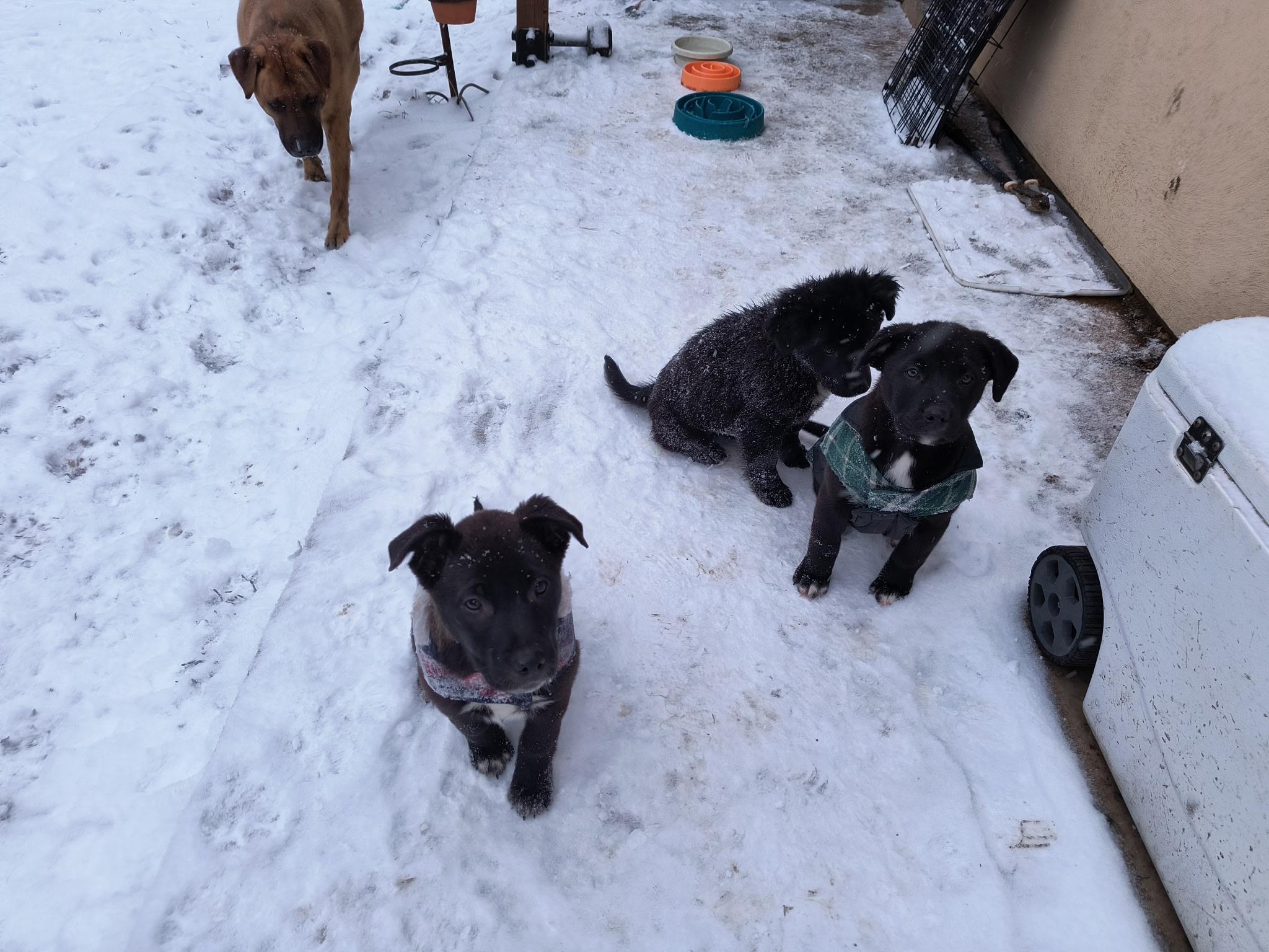 Enlarge Case, a Adoptable mixed breed in Evergreen, CO image 2/3