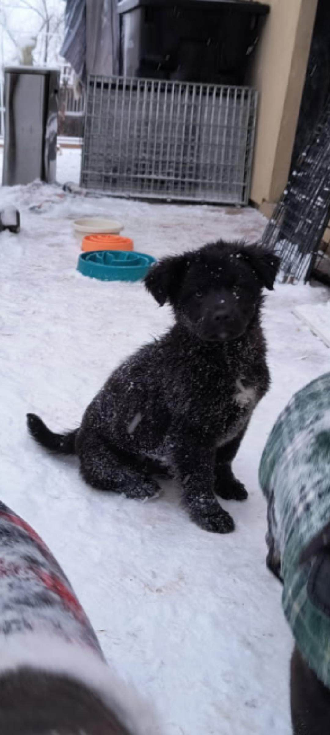 Case, an adoptable Black Labrador Retriever, Great Pyrenees in Evergreen, CO, 80439 | Photo Image 1