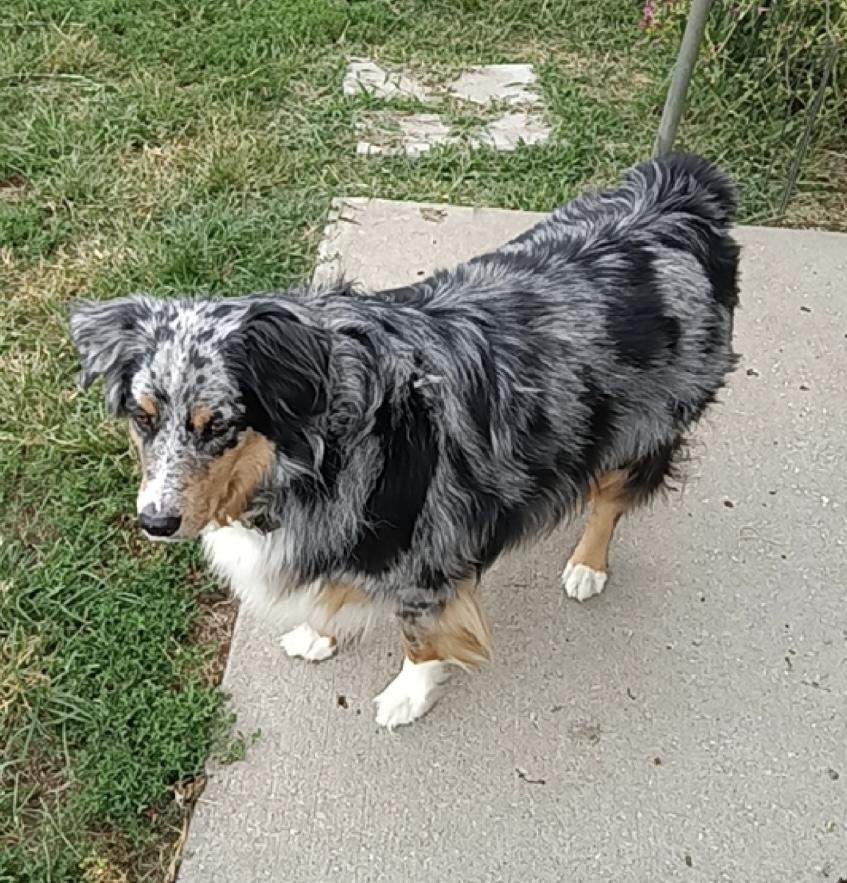 Casper, Adoptable, Adult Male Australian Shepherd.