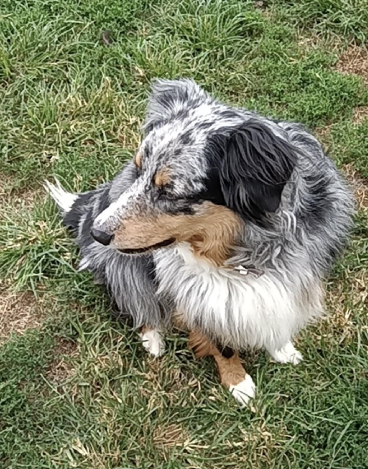 Casper, a Adoptable Australian Shepherd in Overland Park, KS image 3/4