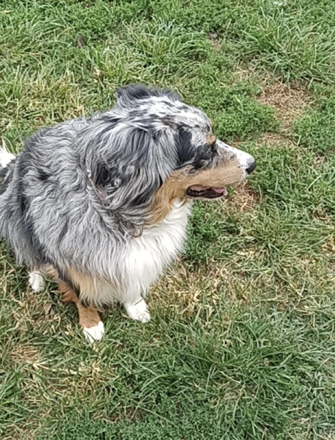 Casper, a Adoptable Australian Shepherd in Overland Park, KS image 4/4