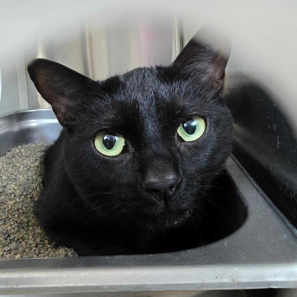 Enlarge Cookie, a Adoptable Domestic Short Hair in Denver, CO image 1/1