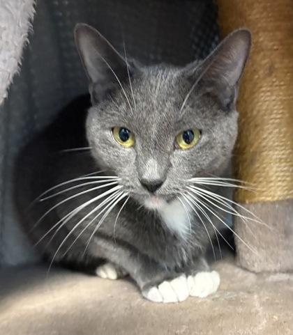 Tommi, Adoptable, Adult Female Domestic Short Hair & Domestic Short Hair.