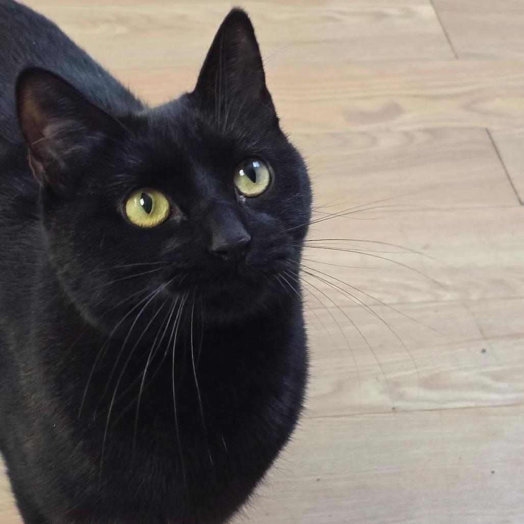 Enlarge Mocha, a Adoptable Domestic Short Hair in East Hanover, NJ image 2/5