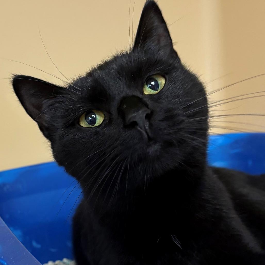 Enlarge Mocha, a Adoptable Domestic Short Hair in East Hanover, NJ image 4/5