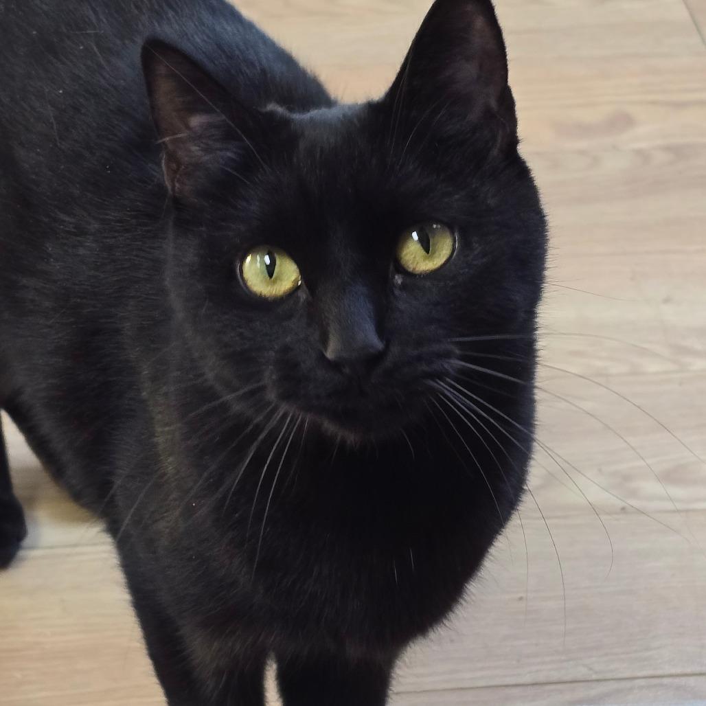 Enlarge Mocha, a Adoptable Domestic Short Hair in East Hanover, NJ image 5/5