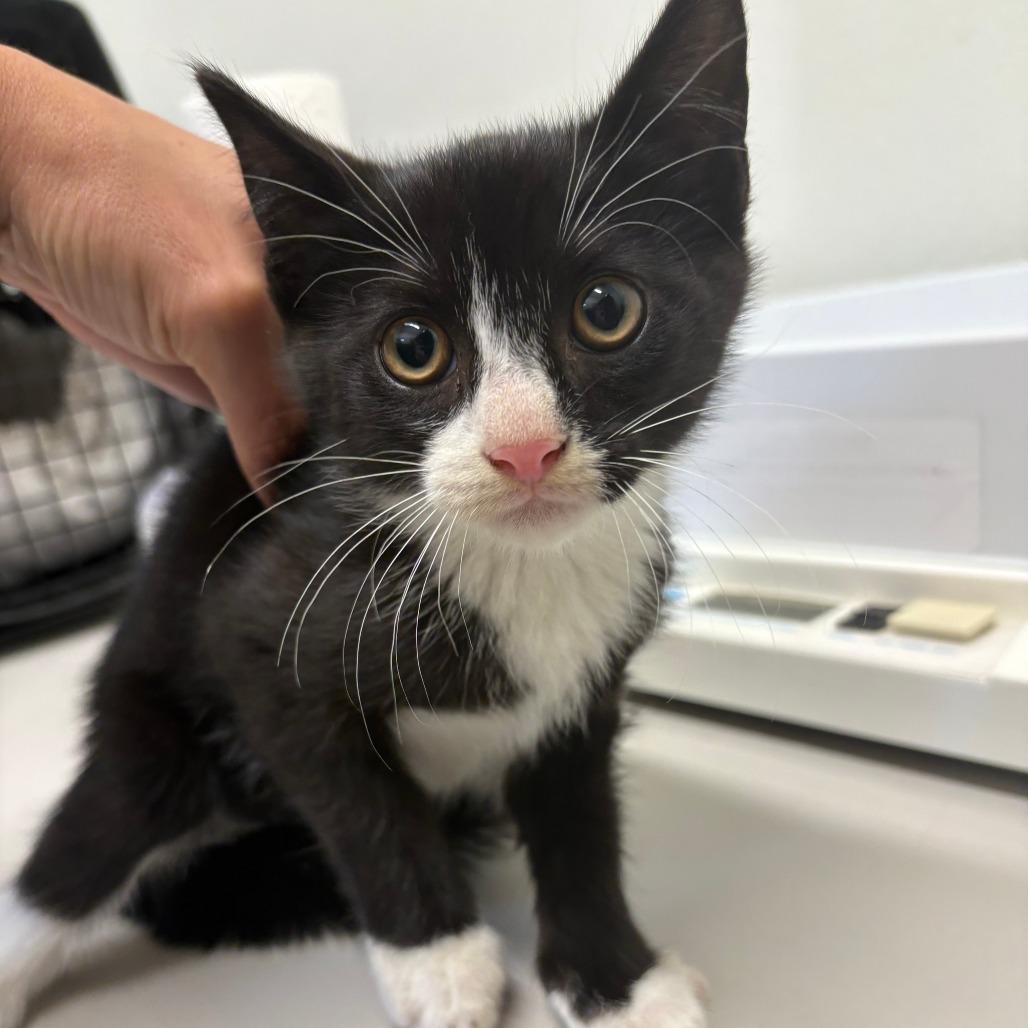 26-267 Ollie, Adoptable, Kitten Male Domestic Short Hair.