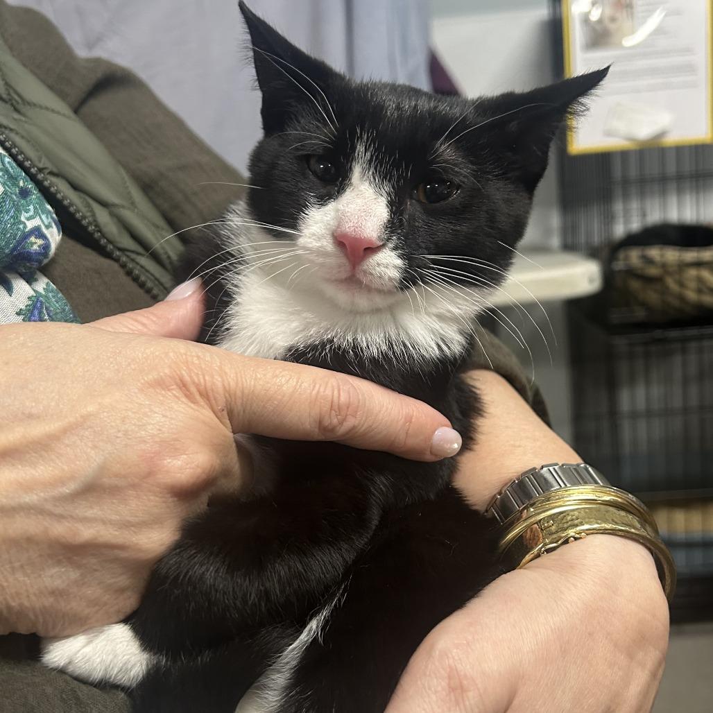 Enlarge 26-267 Ollie, a Adoptable Domestic Short Hair in North Branford, CT image 2/2