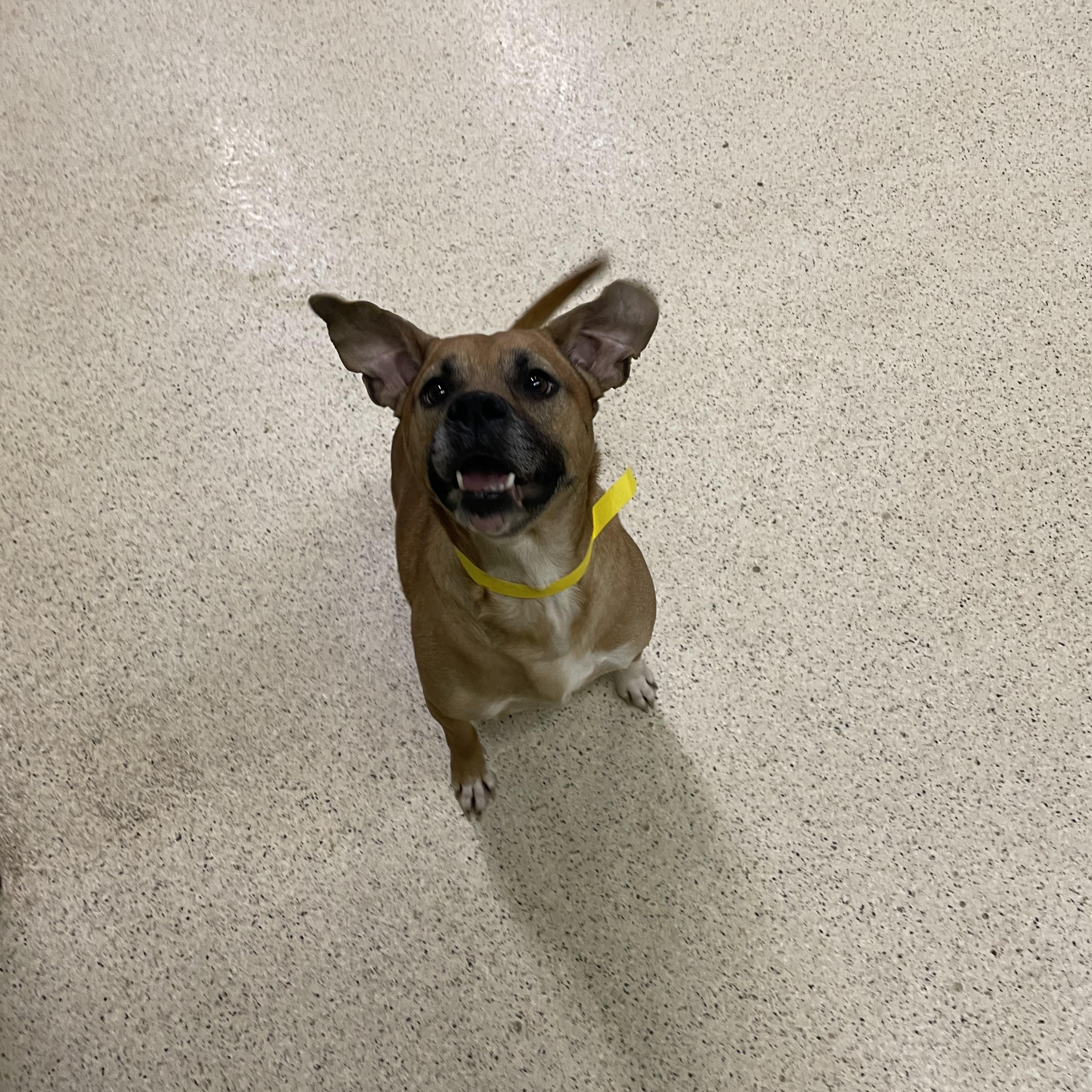 Paxton, a ADOPTABLE mixed breed in Muncie, IN image 4/6