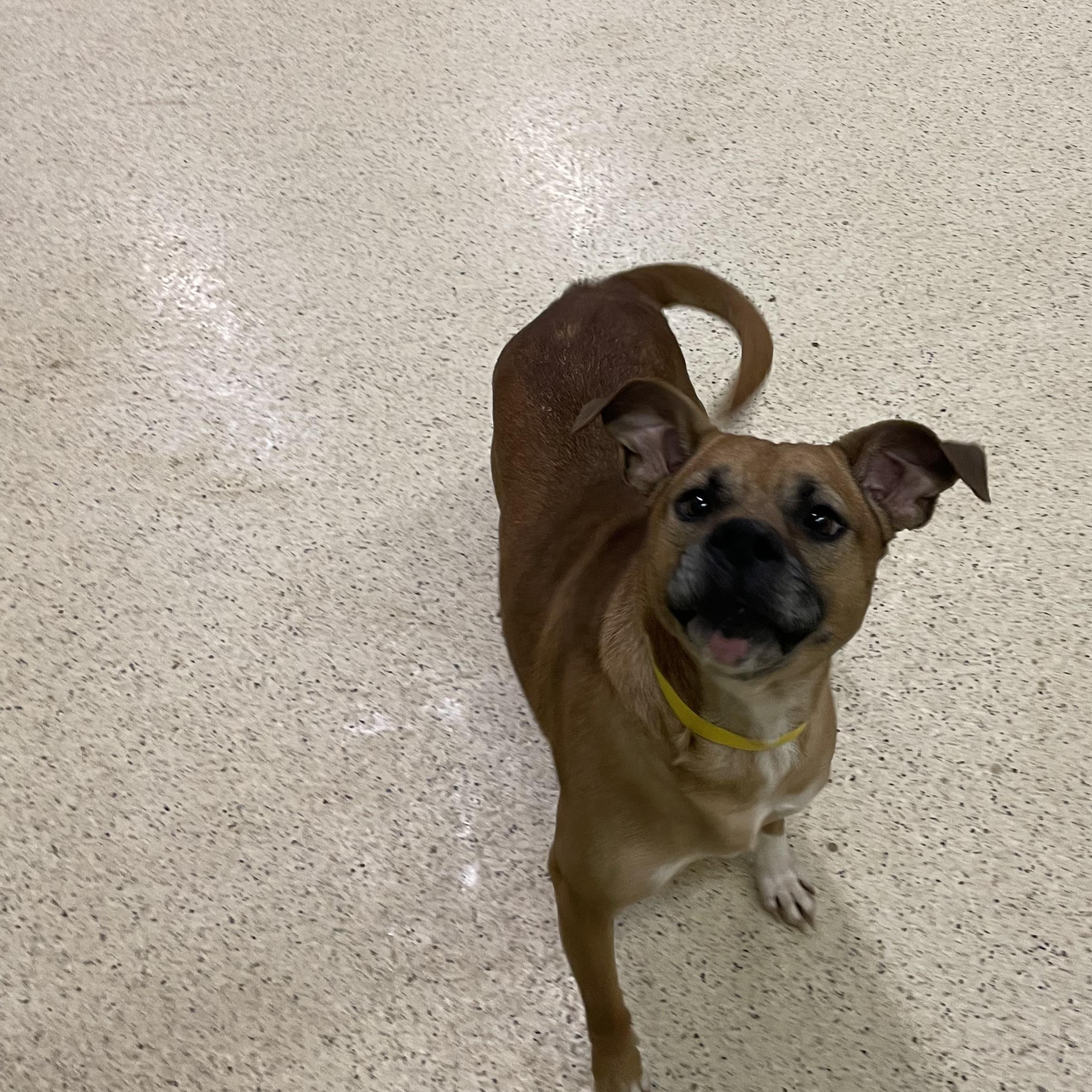 Paxton, a ADOPTABLE mixed breed in Muncie, IN image 3/6
