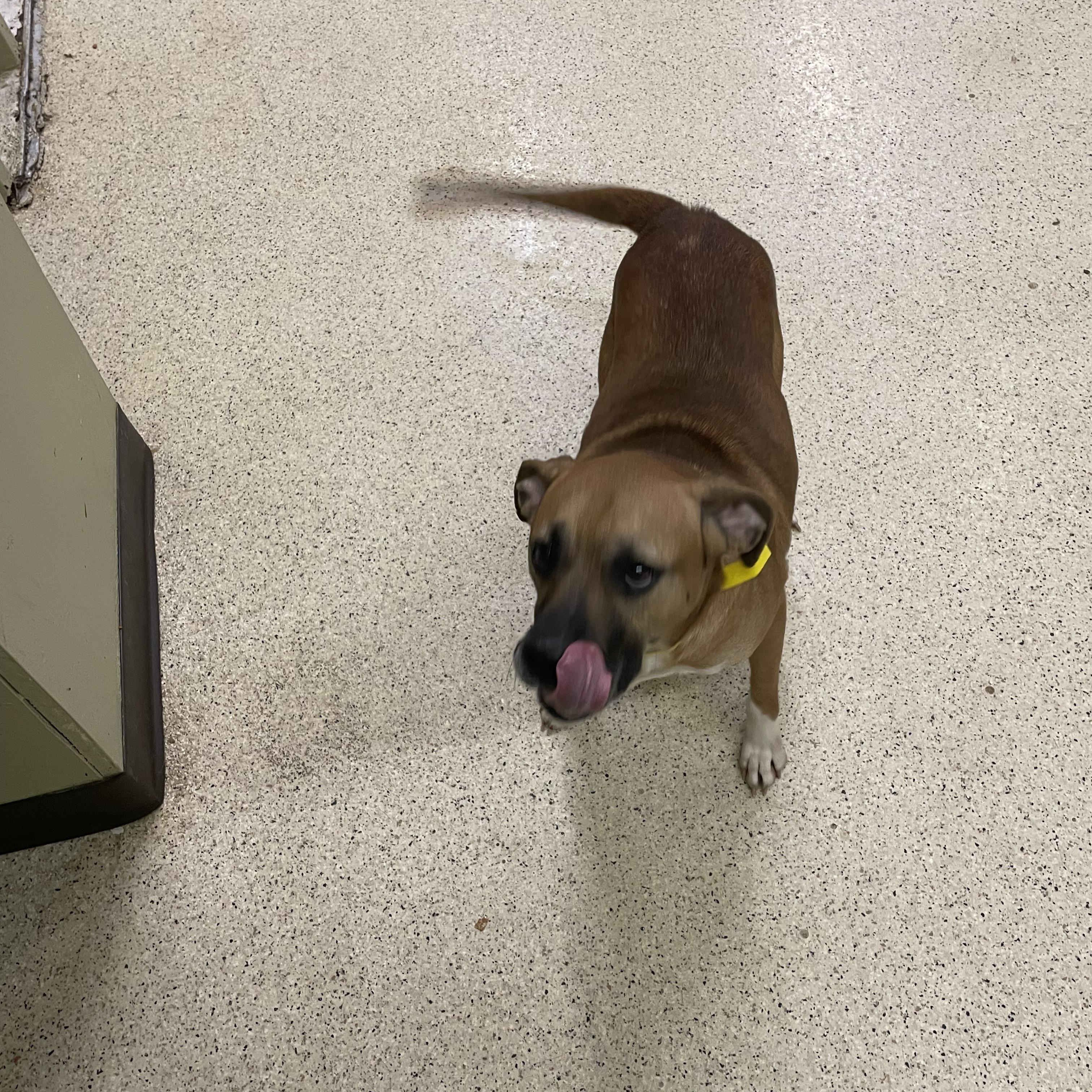 Paxton, a ADOPTABLE mixed breed in Muncie, IN image 6/6