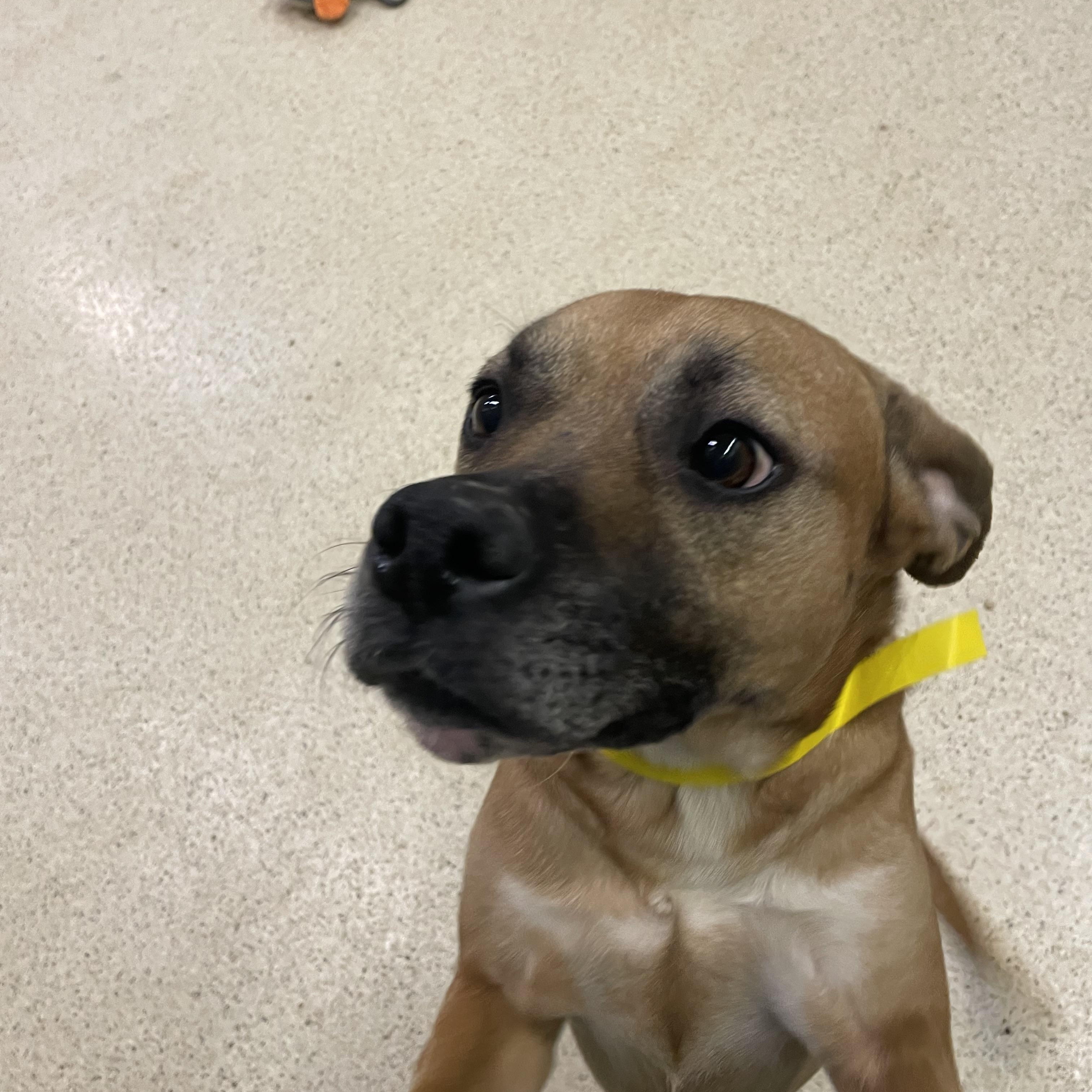 Paxton, a ADOPTABLE mixed breed in Muncie, IN image 2/6