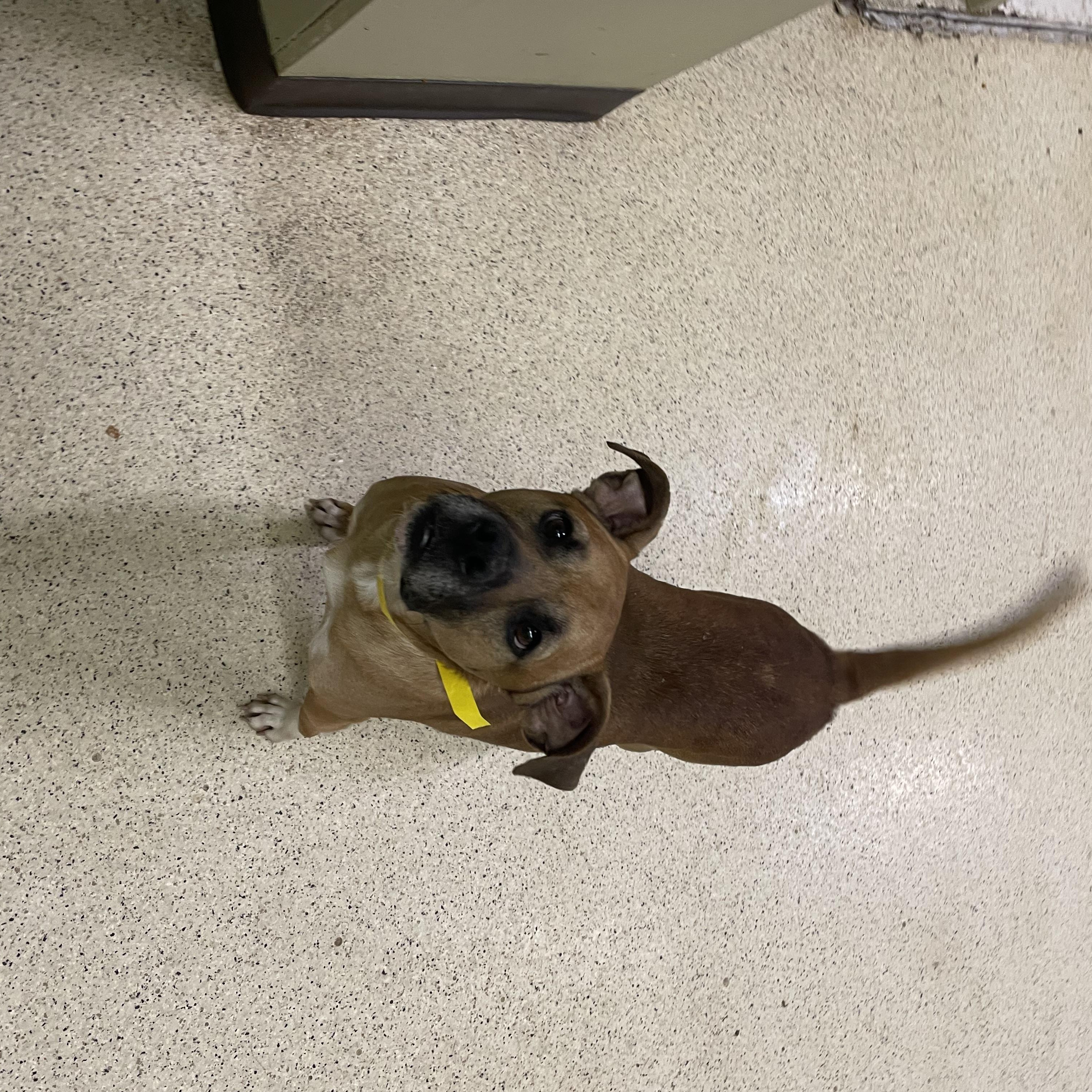Paxton, a ADOPTABLE mixed breed in Muncie, IN image 5/6