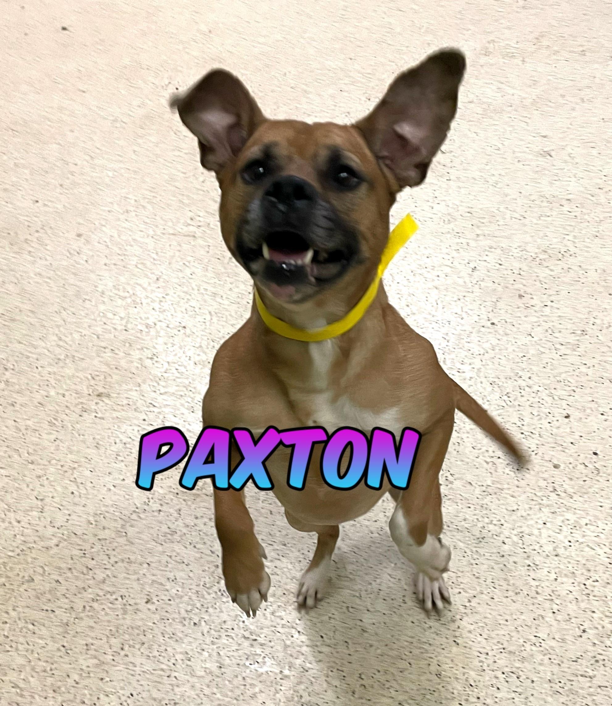 Paxton, a ADOPTABLE mixed breed in Muncie, IN image 1/6