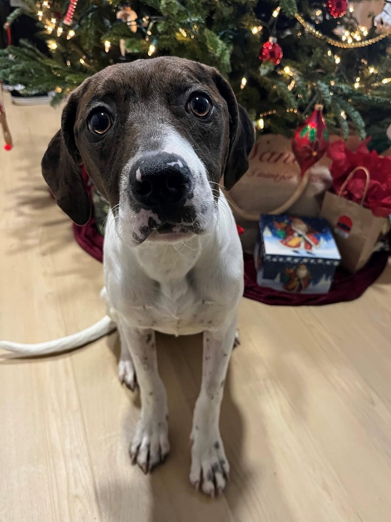 Chillie, adopted, Adult Female Mixed Breed.