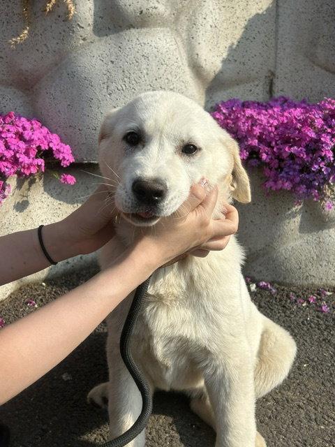 Enlarge TATO, a Adopted Labrador Retriever in Agoura Hills, CA image 1/3