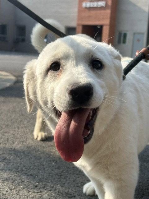 Enlarge TATO, a Adopted Labrador Retriever in Agoura Hills, CA image 2/3