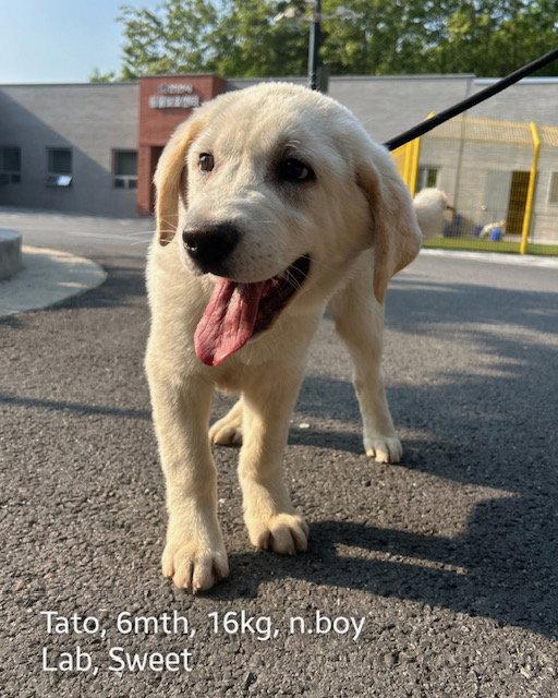 Enlarge TATO, a Adopted Labrador Retriever in Agoura Hills, CA image 3/3