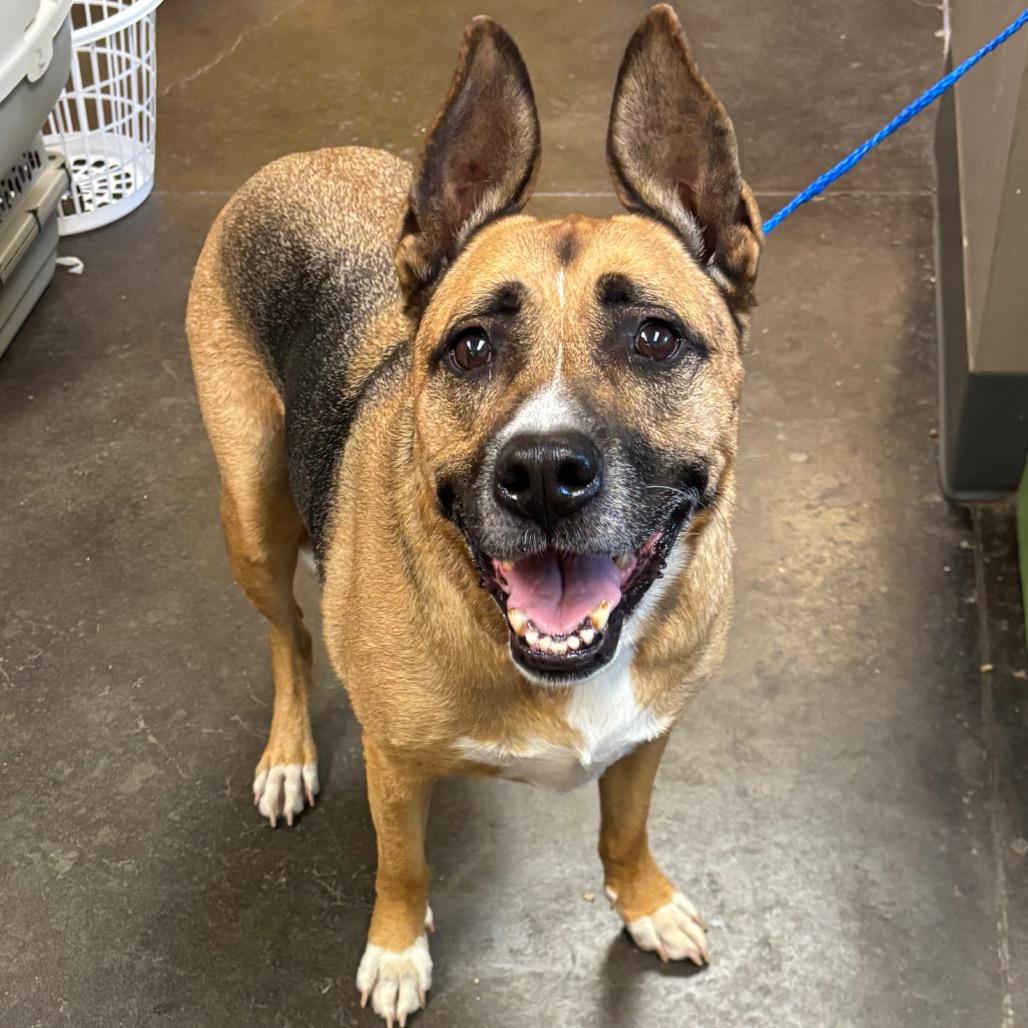 Mac, Adoptable, Senior Male Shepherd.