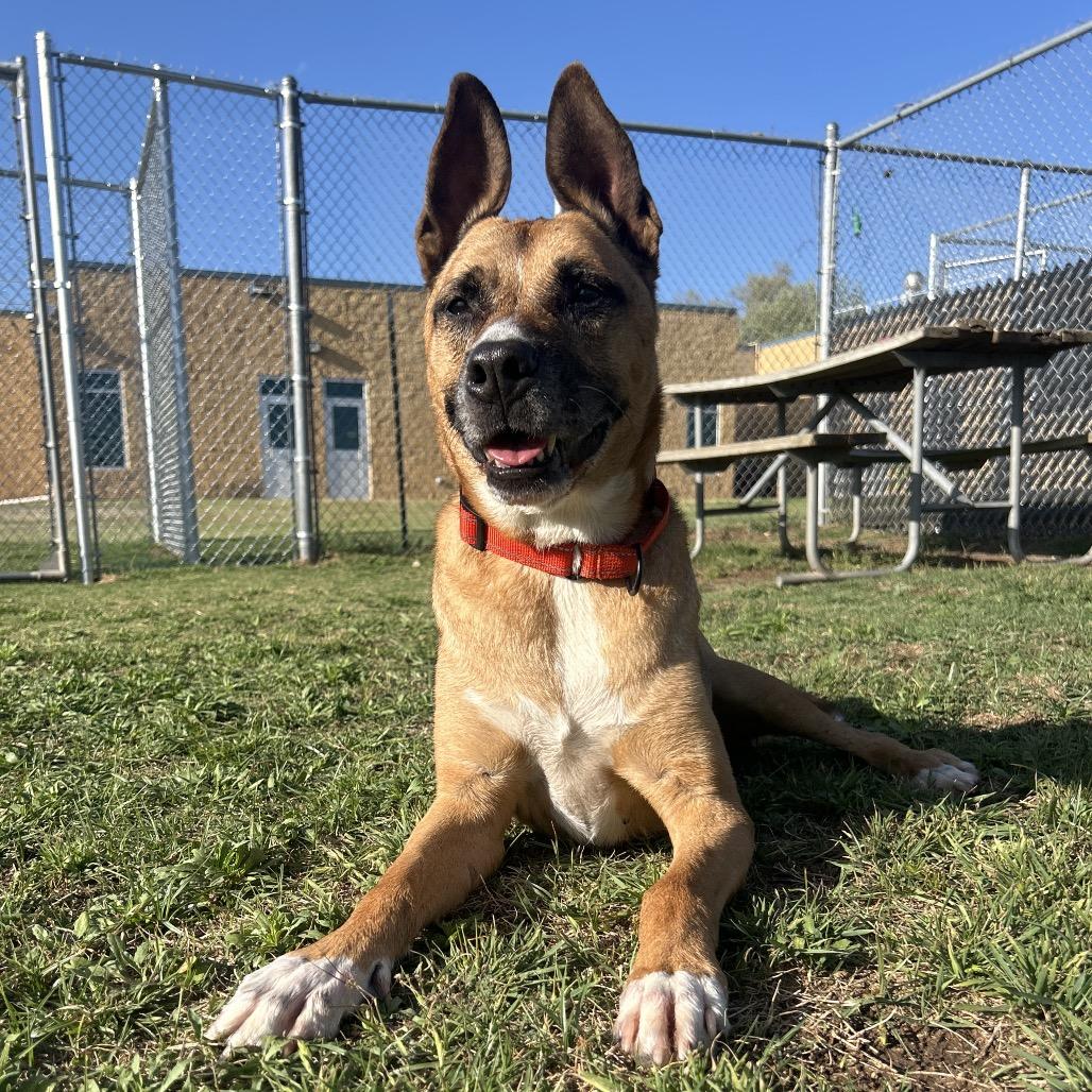 Enlarge Mac, a Adoptable Shepherd in Norman, OK image 2/6