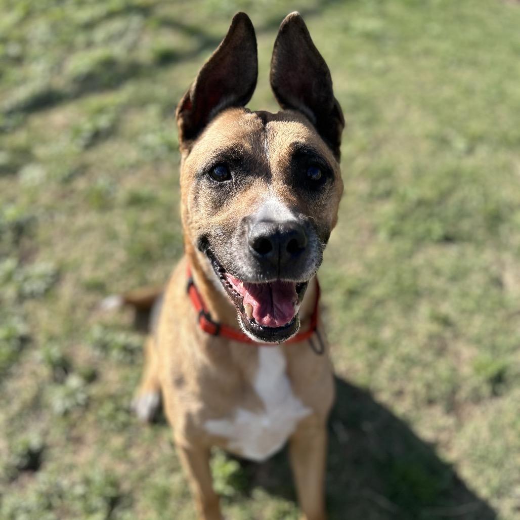 Enlarge Mac, a Adoptable Shepherd in Norman, OK image 3/6