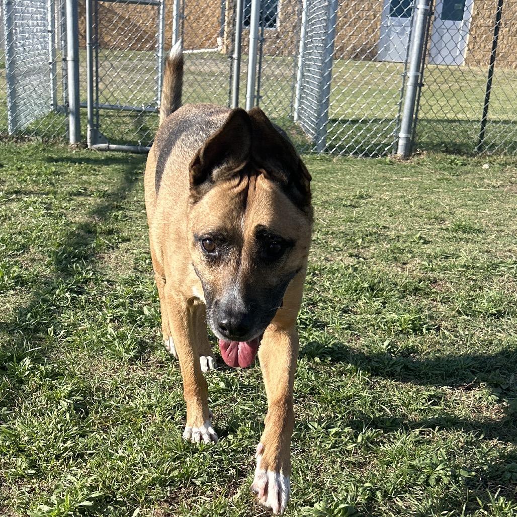 Enlarge Mac, a Adoptable Shepherd in Norman, OK image 4/6