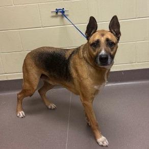 Enlarge Mac, a Adoptable Shepherd in Norman, OK image 5/6