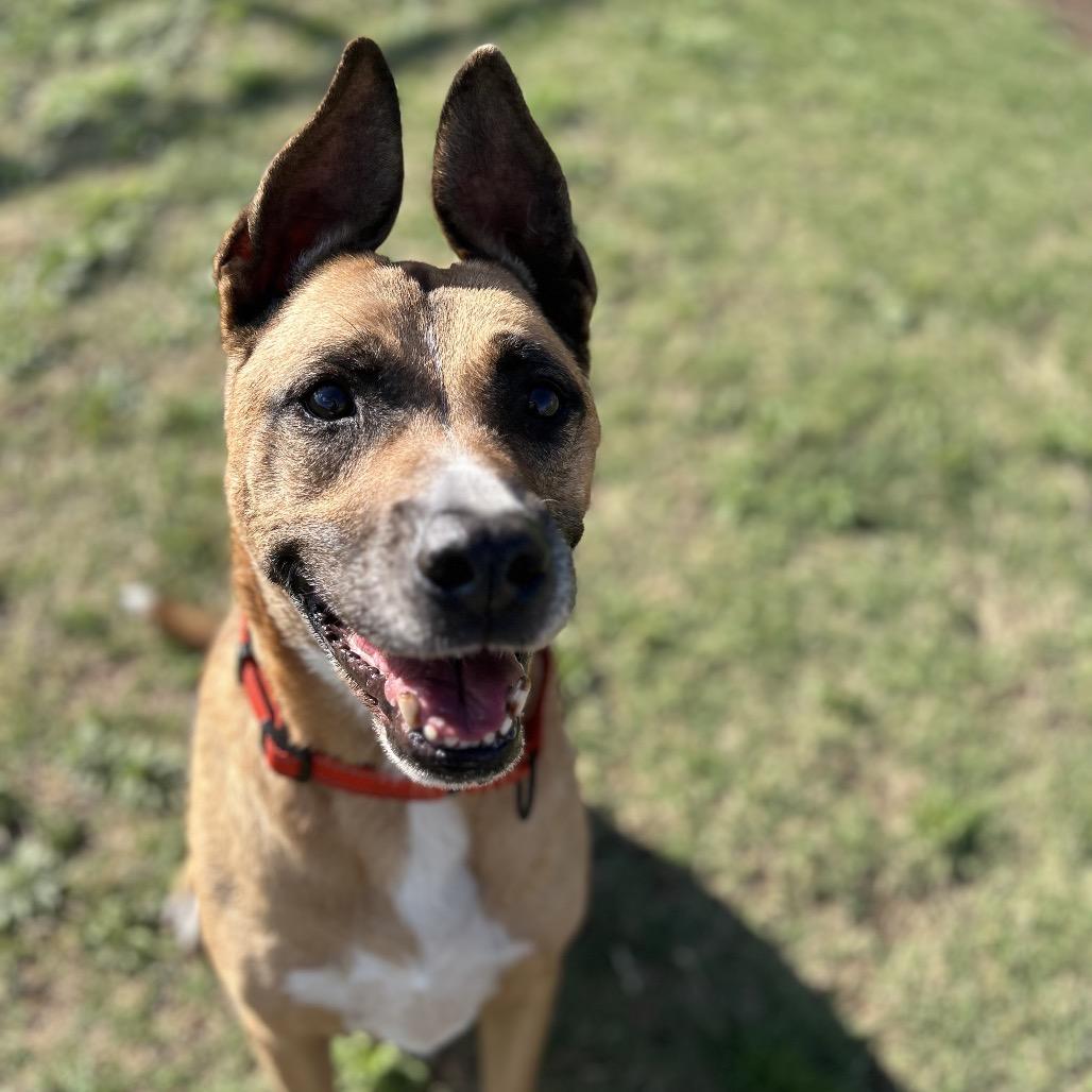 Enlarge Mac, a Adoptable Shepherd in Norman, OK image 6/6