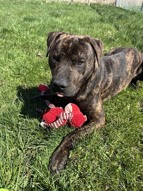 LAKE, Adoptable, Young Male Labrador Retriever & Pit Bull Terrier.