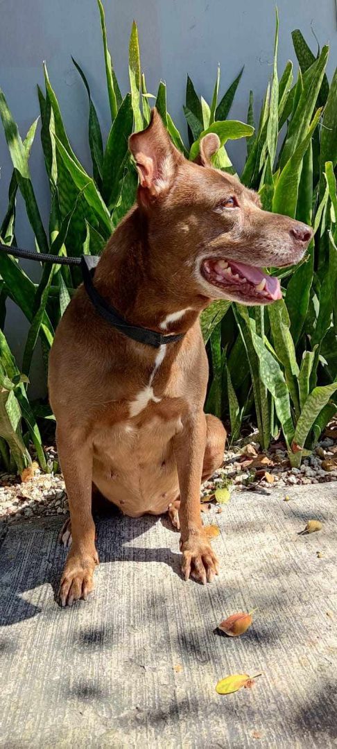 Brownie, Adoptable, Senior Female Pit Bull Terrier.