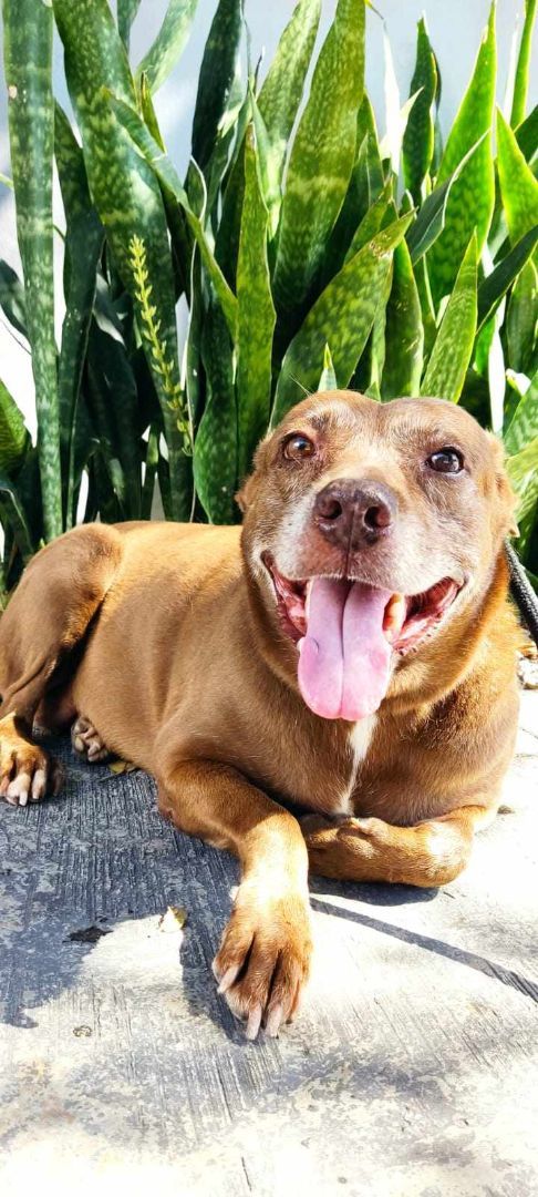 Enlarge Brownie, a Adoptable Pit Bull Terrier in Pointe-Claire, QC image 2/10