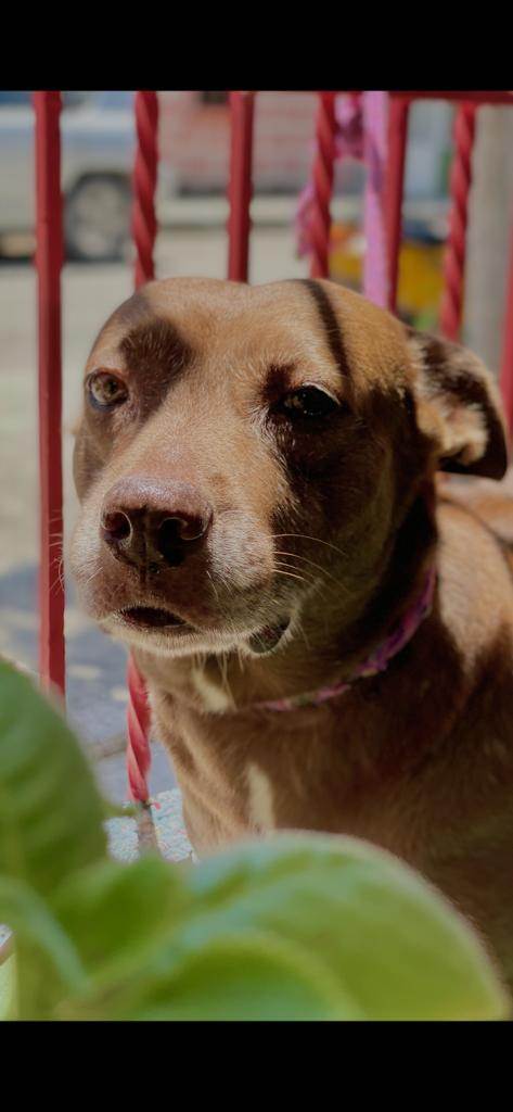 Enlarge Brownie, a Adoptable Pit Bull Terrier in Pointe-Claire, QC image 5/10