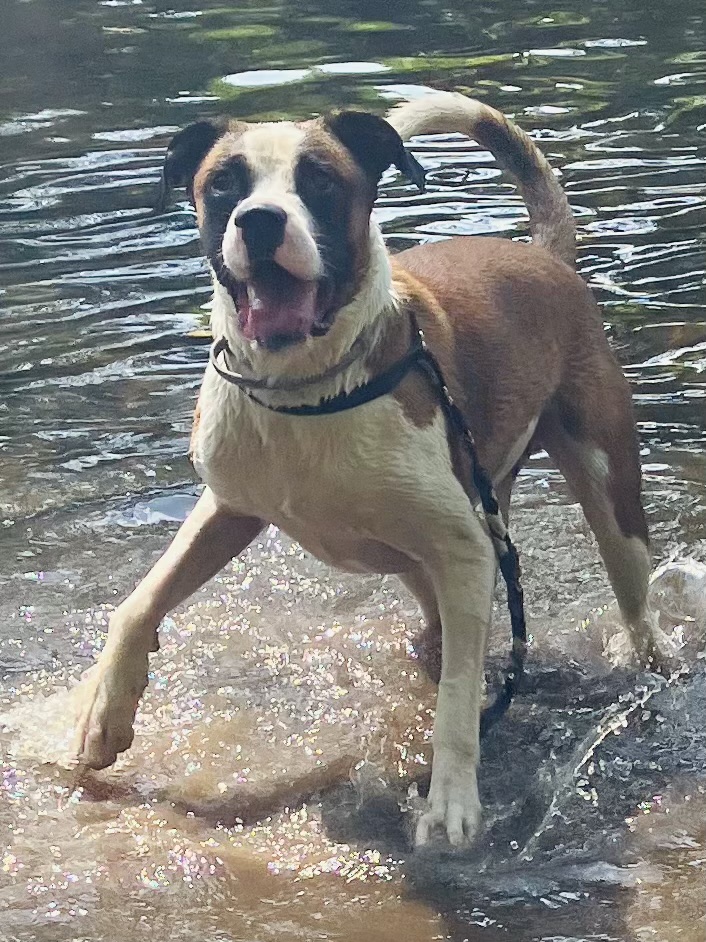 Enlarge Banjo, a Adopted Boxer in Accord, NY image 3/5