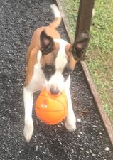 Banjo, Adopted, Young Male Boxer.