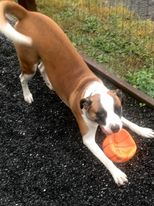 Enlarge Banjo, a Adopted Boxer in Accord, NY image 2/5
