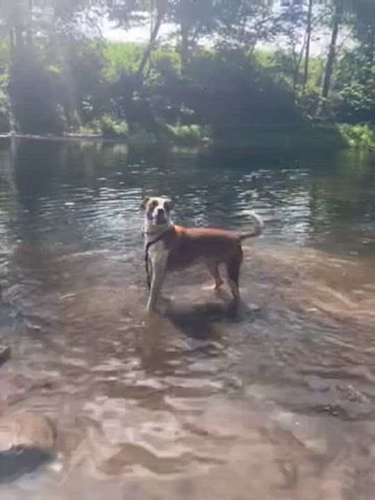 Enlarge Banjo, a Adopted Boxer in Accord, NY video 5/5