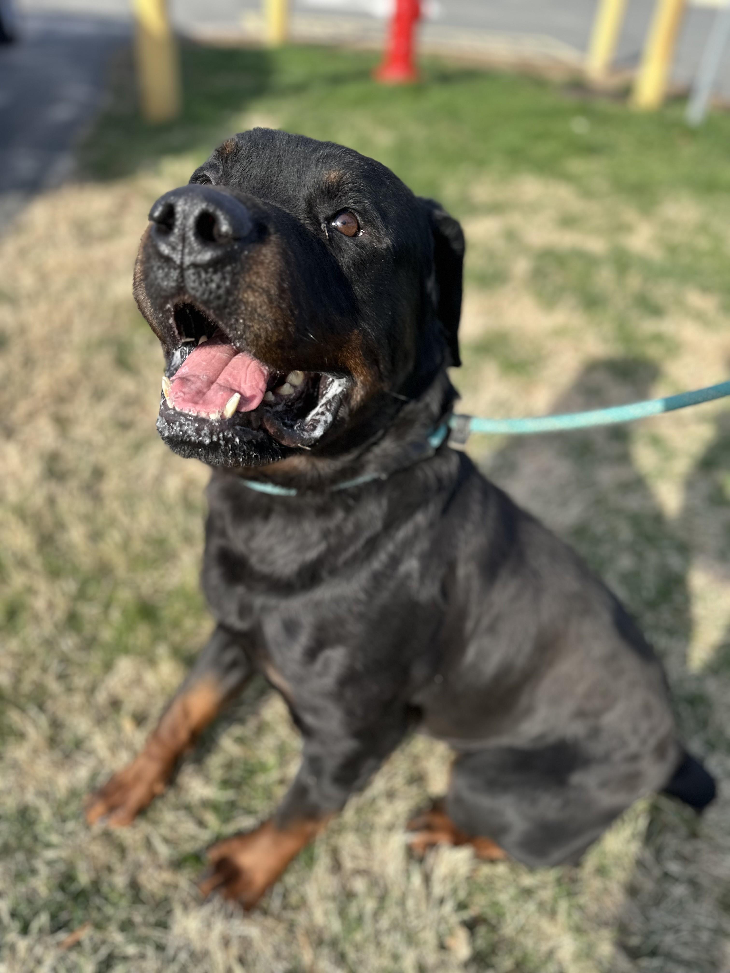 Enlarge Zulu (Breed Experience Preferred), an adoptable Rottweiler in Stafford, VA image 1/1