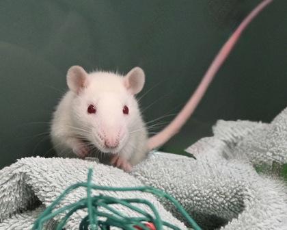 Enlarge Cher, a Adoptable mixed breed in West Seneca, NY image 3/3