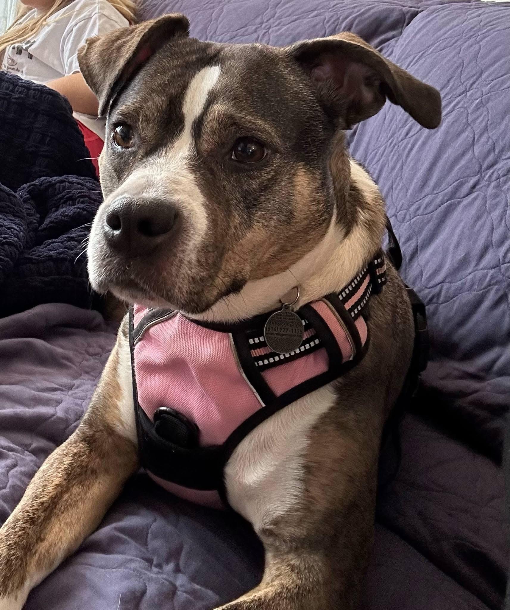 Jojo (en famille d'acceuil / In foster), Adult Female Boxer